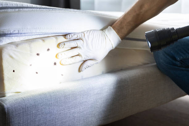 Best Ant Control Services  in South Gate Ridge, FL
