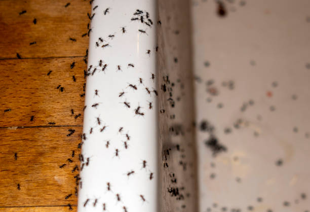 Best Bed Bug Extermination  in South Gate Ridge, FL