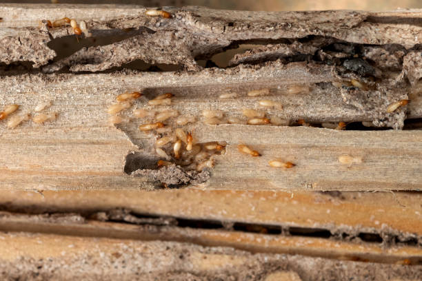 Best Best Pest Control Companies  in South Gate Ridge, FL