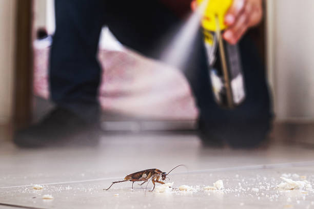Best Pest Control Near Me  in South Gate Ridge, FL