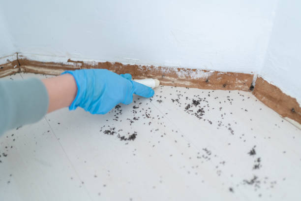 Best Ant Control Services  in South Gate Ridge, FL